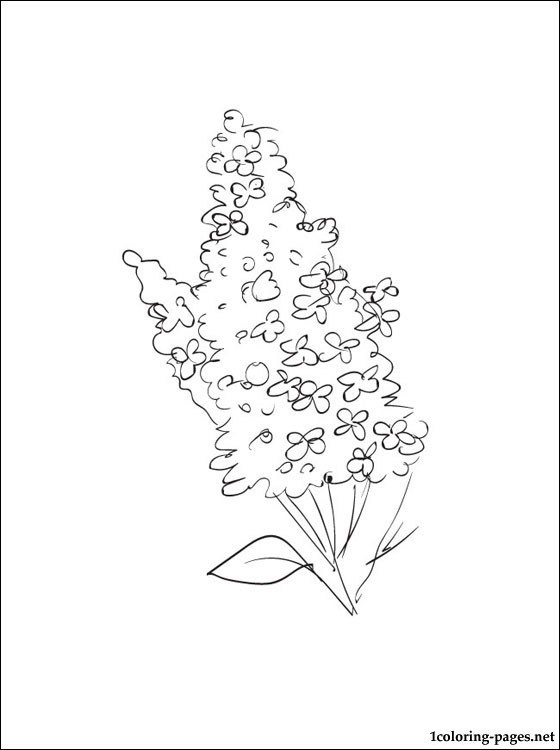 560x750 Lilacs Coloring Page For Kids Coloring Pages