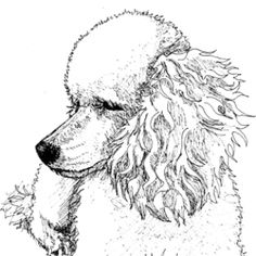 236x236 White Poodle In Lilacs Poster Print Girls Decorations