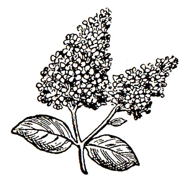 600x600 Toy Lilacs Gitlab