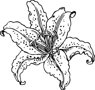 315x298 Free Lily Clipart