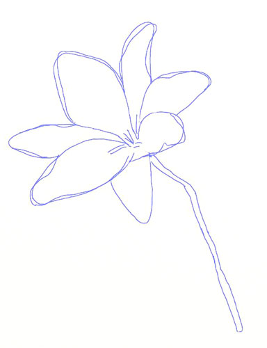 384x500 How To Draw A Lily Flower