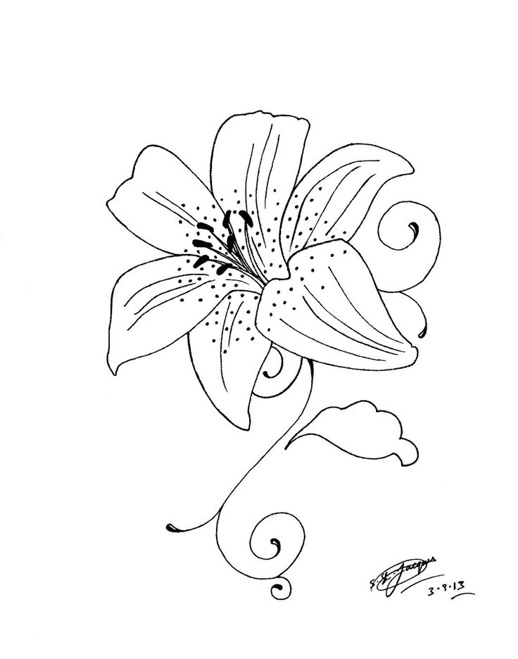 736x936 25 Best Tiger Lily Tattoo Drawings Images On Lilies