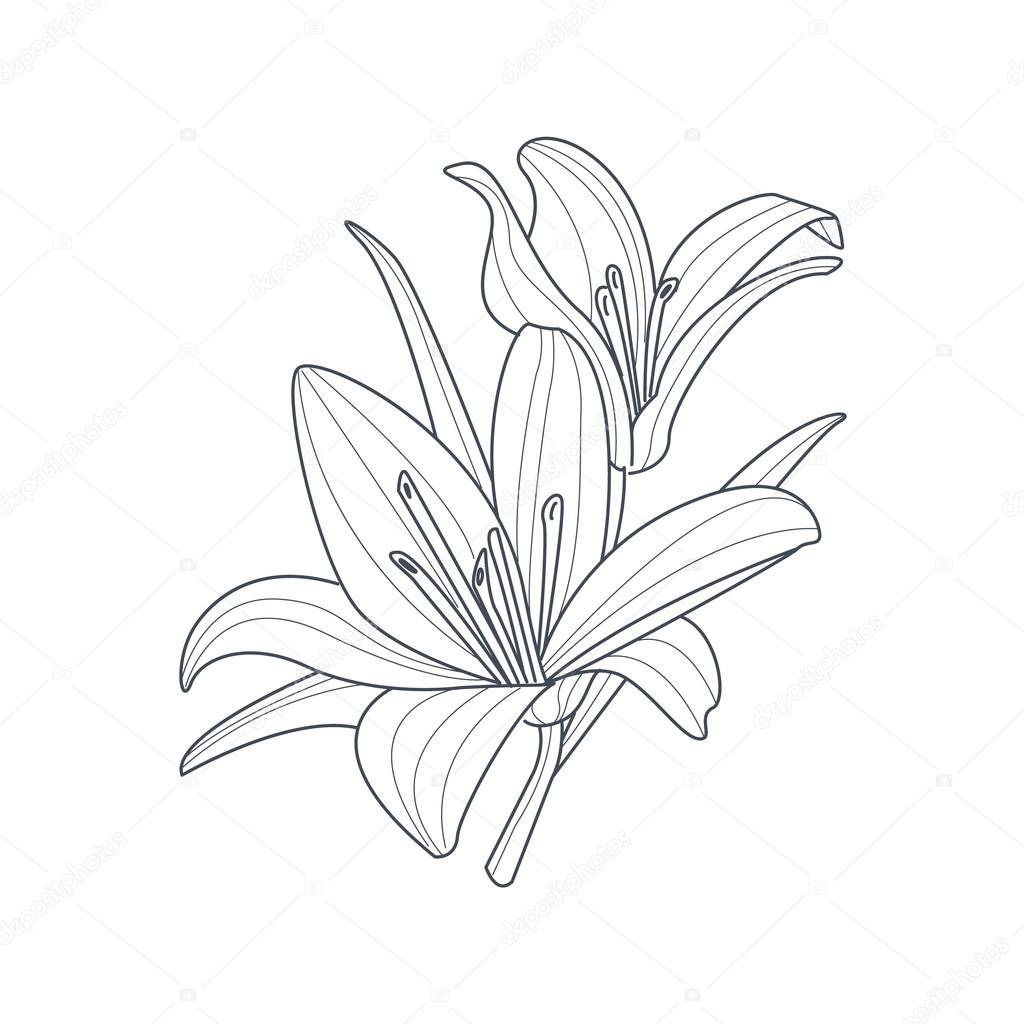 1024x1024 Two Lilies Flower Monochrome Drawing For Coloring Book Stock