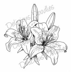 236x237 Lillies Sketch Black