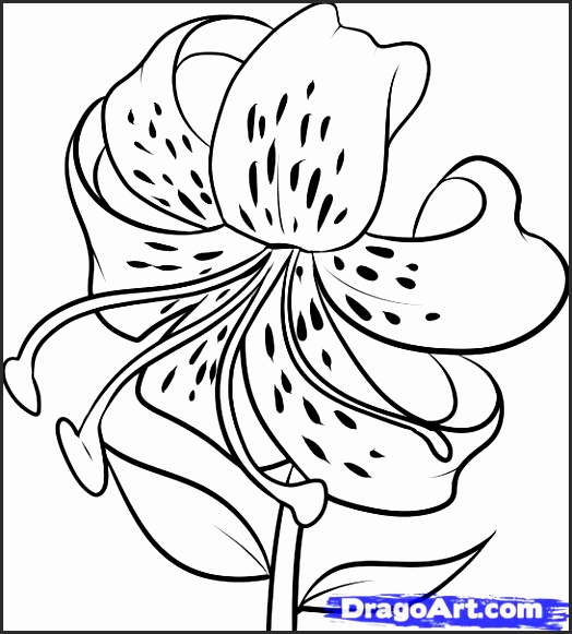 524x581 Drawings Of Lilies Flower En4ja Beautiful How To Draw A Tiger Lily
