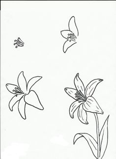 236x324 Drawn Lily Line Drawing