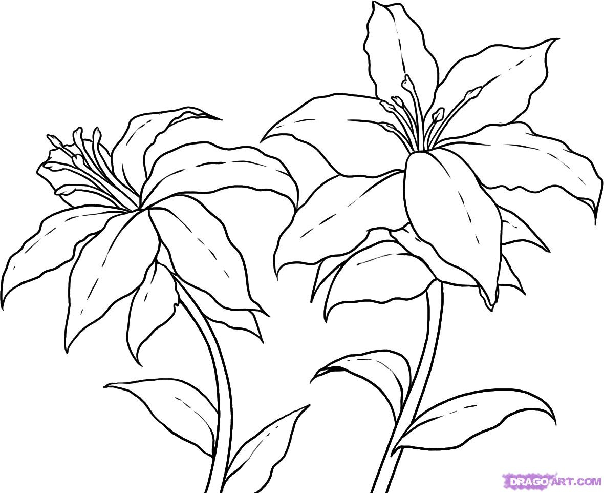 Lilies Flower Drawing at GetDrawings | Free download