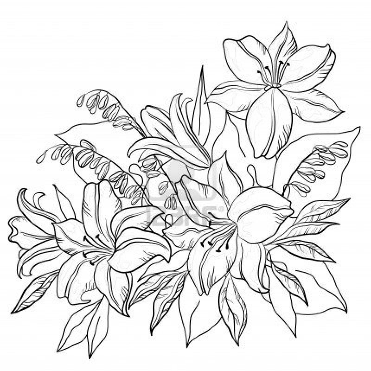 1200x1200 Outline Drawing Of Flowers Lily Flower Drawing Outline Tattoos