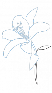 215x382 How To Draw A Lily, Flowers, Plants, Easy Step By Step Drawing