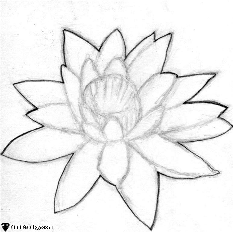 773x768 How To Draw A Water Lily