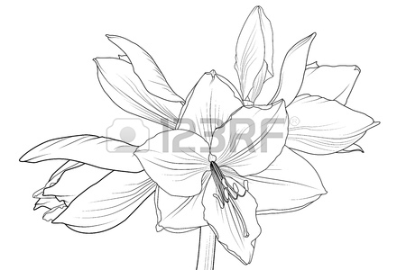 450x300 Lilly Amaryllis Hippeastrum Blooming Flower Object Isolated