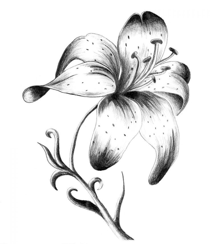 736x855 23 Best Flower Tattoos Drawings Amazing Images
