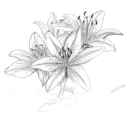 427x377 Lily Flowers Drawings Pencil {Embroidery} Patterns ~ Flowers