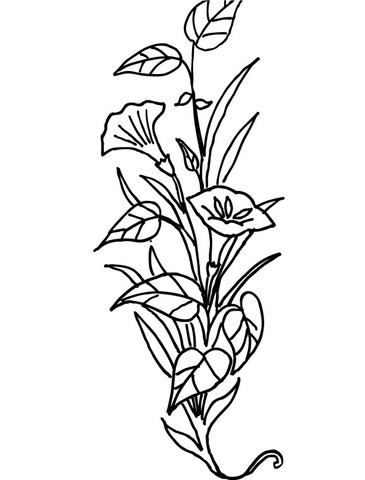 365x480 Lily Flower Coloring Page Free Printable Coloring Pages