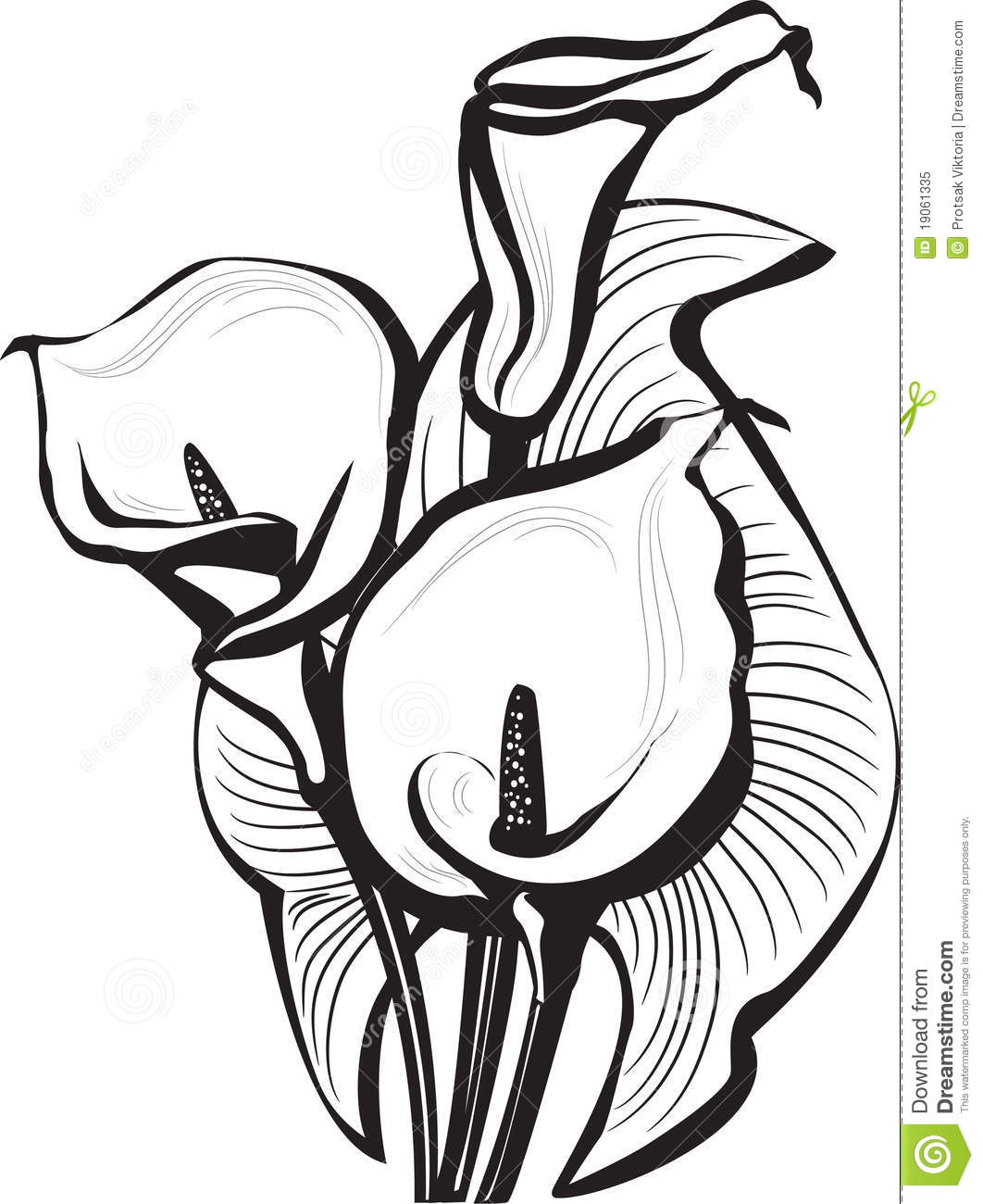 1062x1300 Calla Lily Clipart Pencil Drawing