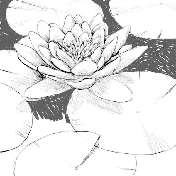 600x600 Beautiful Drawing Of Lily Pad Coloring Page Color Luna