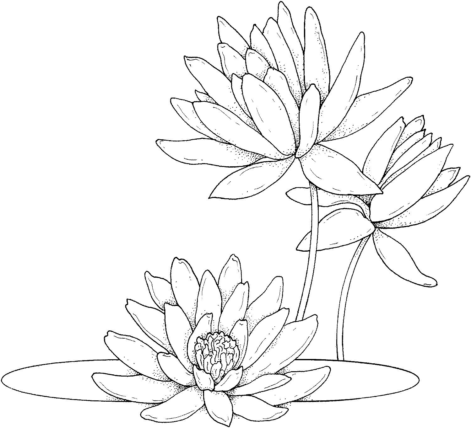 1500x1364 Lily Pad Clipart Motifs Embroidery, Patterns