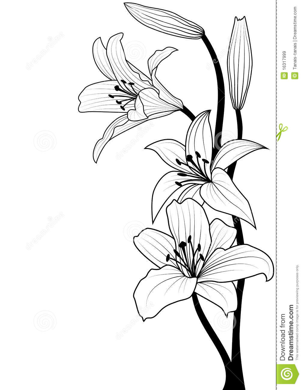 1009x1300 Lily Flower Drawing Outline Drawn Lily Line Drawing