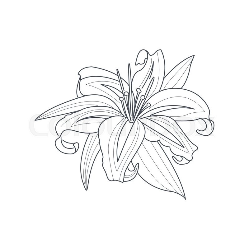 800x800 Lily Flower Monochrome Drawing For Coloring Book Hand Drawn Vector