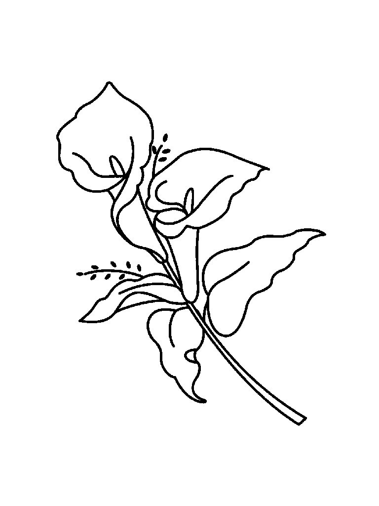 768x1024 Flower Image Gallery Learn To Draw A Lily Of The Valley And Other