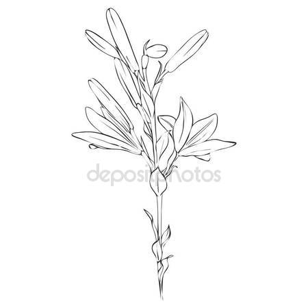 450x450 Vector Drawing Flower Of Lily Stock Vector Cat Arch Angel