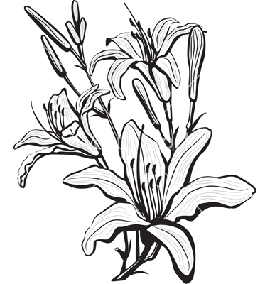 380x400 Coloring Pages Drawing Lily Flower Coloring Pages Drawing