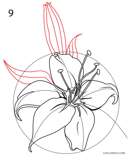 421x500 How To Draw A Lily (Step By Step Pictures) Cool2bkids