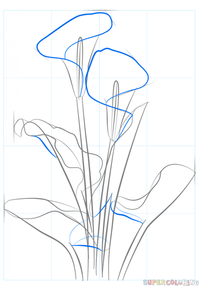 399x575 How To Draw A Calla Lily Step By Step Drawing Tutorials