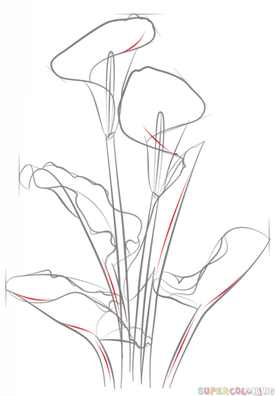 399x575 How To Draw A Calla Lily Step By Step. Drawing Tutorials For Kids