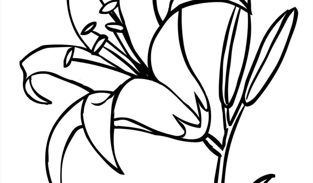 1024x600 Lily Flower Drawing Tiger Lily Drawing