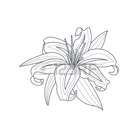 450x450 Lily Flower Monochrome Drawing For Coloring Book Royalty Free