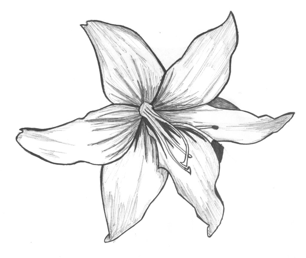 1024x863 Pink Lily' By Wolfyskitty