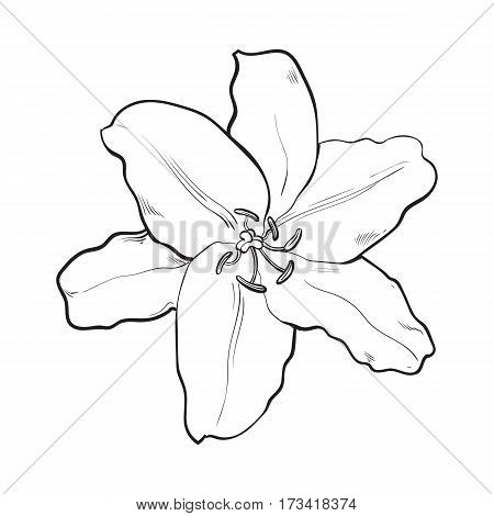 450x470 Single Hand Drawn White Lily Vector Amp Photo Bigstock