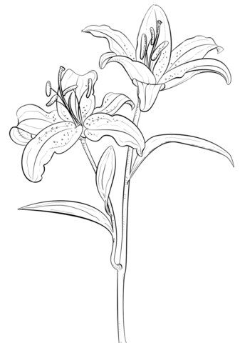 337x480 Tiger Lily Coloring Page Free Printable Coloring Pages