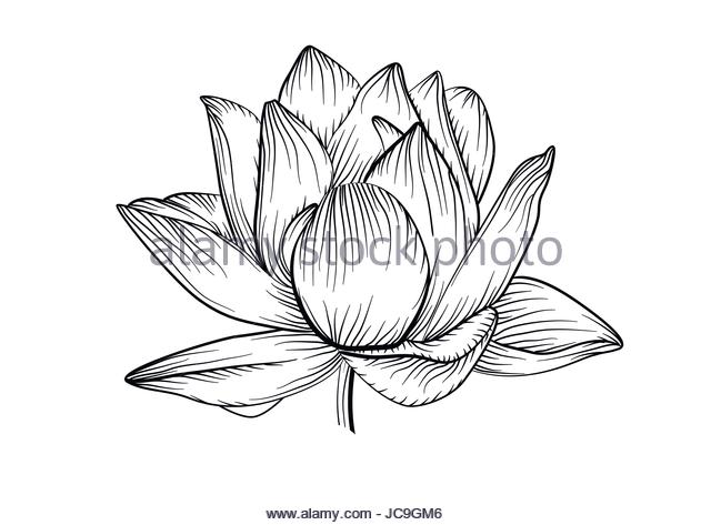 640x473 Water Lily Flower Stock Vector Images