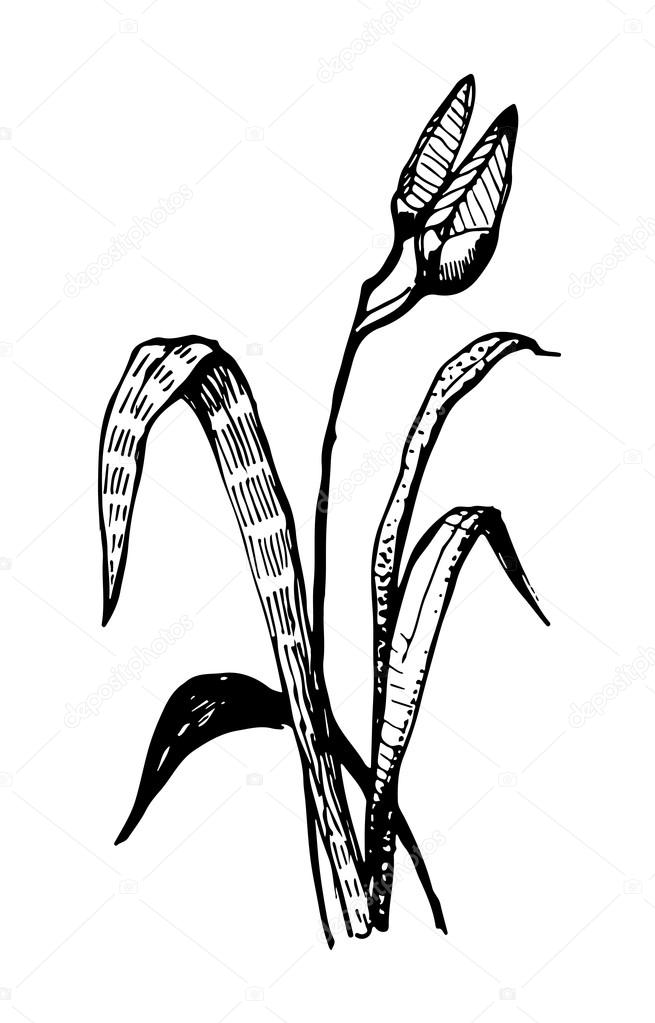 655x1023 Vector Lily Flower Ink Sketch Graphics Stock Vector Artex67
