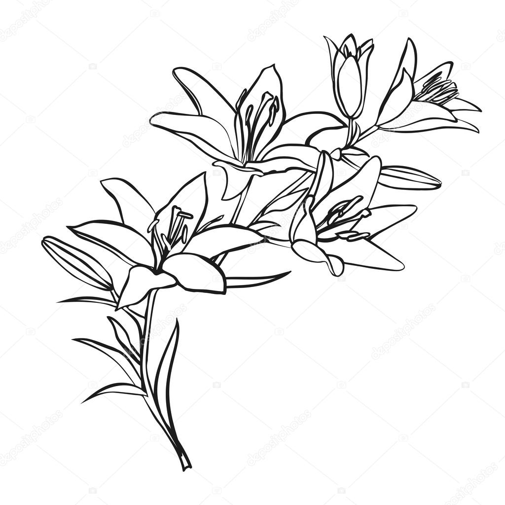 1024x1024 Lily Sketch On White Background. Stock Vector Likka