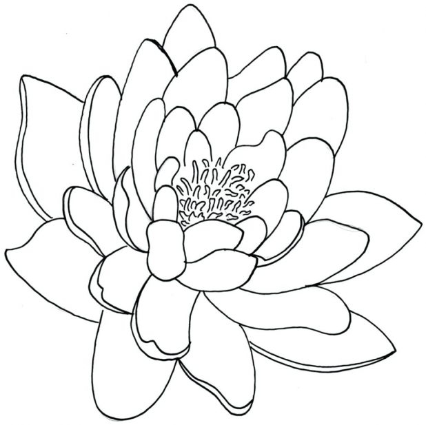 618x617 Lotus Flower Drawings For Tattoos Lily Flower Drawing Outline
