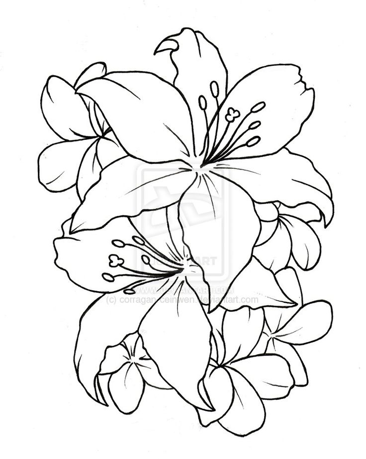 736x922 Outline Lily Flower Tattoos Design