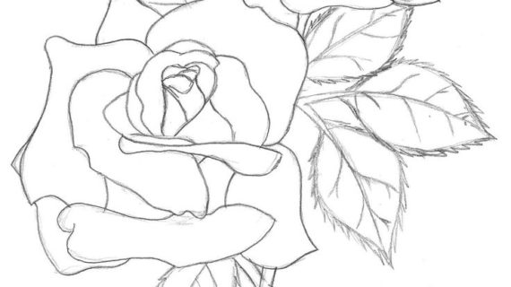 570x320 Outline Of Flowers For Drawing Lily Flower Drawing Outline
