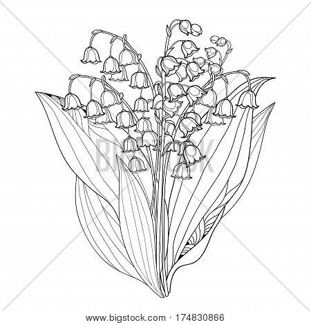 450x470 Vector Bouquet Outline Lily Valley Vector Amp Photo Bigstock