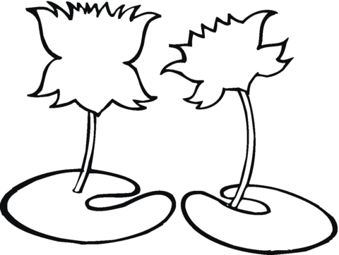 480x362 Water Lily Outline Coloring Page Free Printable Coloring Pages