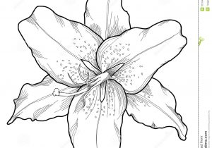 300x210 How To Draw A Tiger Lily Step By Step Flowers Pop Culture. Cool