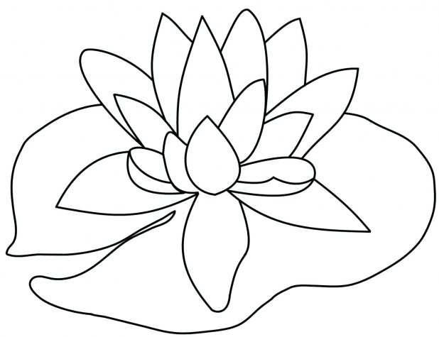 618x475 Flower Drawing Lily Pencil Stock Illustration 145 Extraordinary