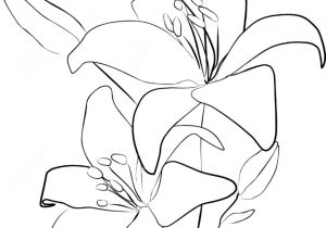 300x210 Flower Drawing Outline