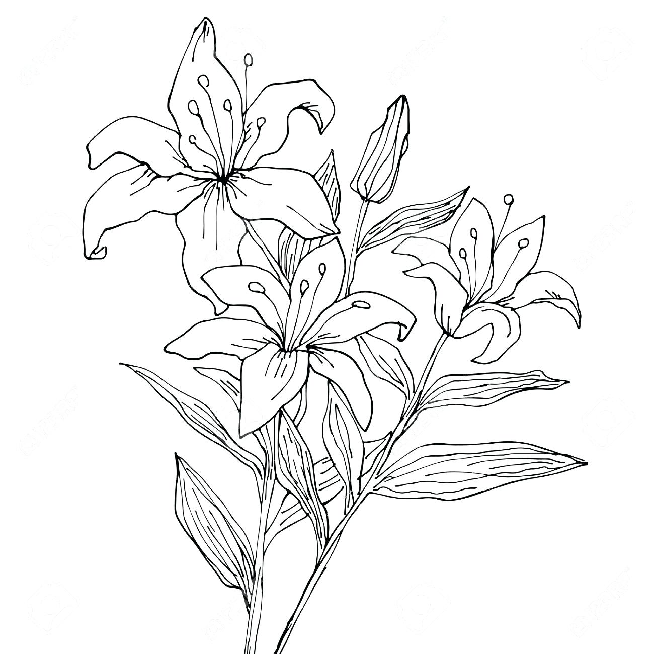 How To Draw Tiger Lily Flower : Hand drawn sketch flowers tiger lilies ...