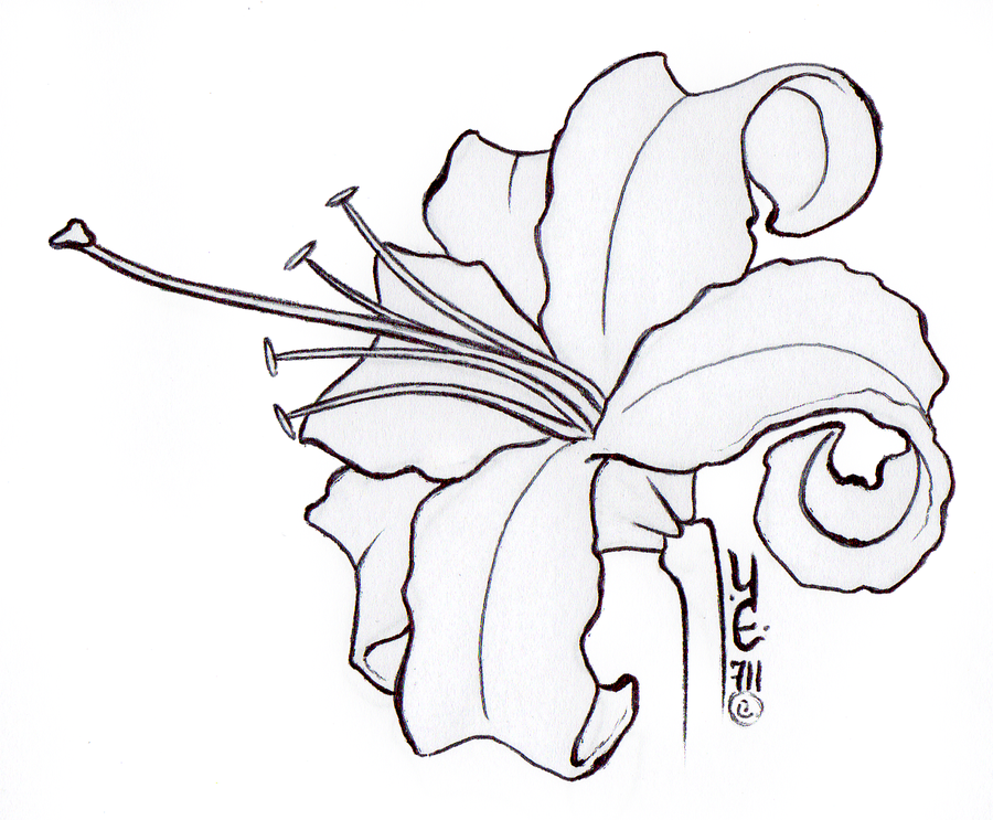 Lily Drawing Tattoo at GetDrawings | Free download