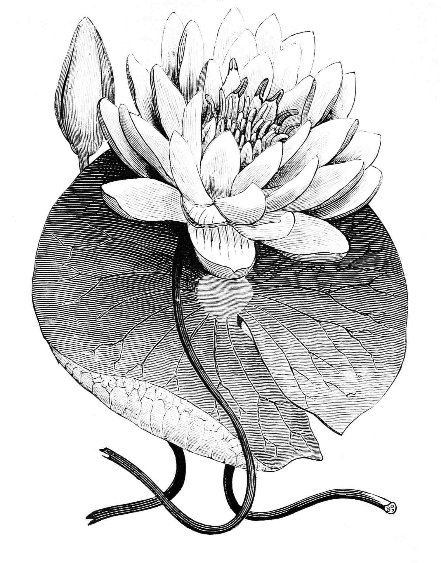 1510x1928 Lily Pad Coloring Image Water Lily Drawing. Clock Brucius
