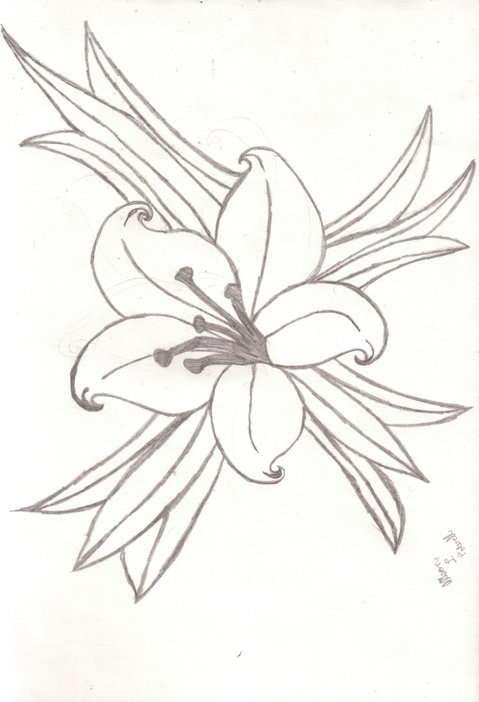 The best free Lily drawing images. Download from 3233 free drawings of ...