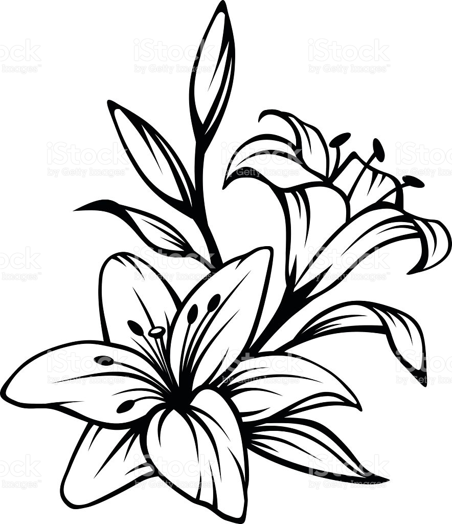 884x1024 Lily Flower Clipart Black And White